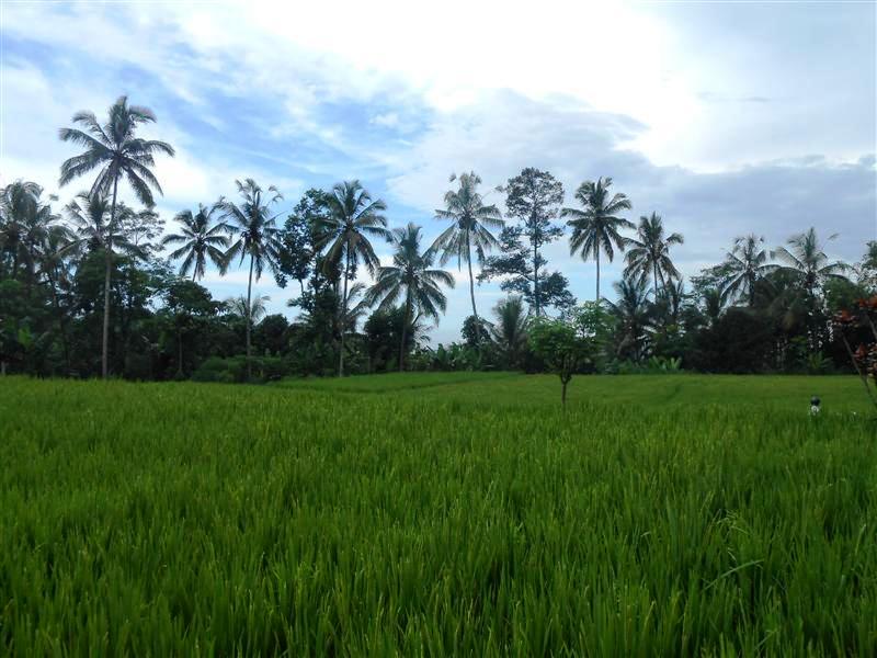 jual properti di tanah Ubud