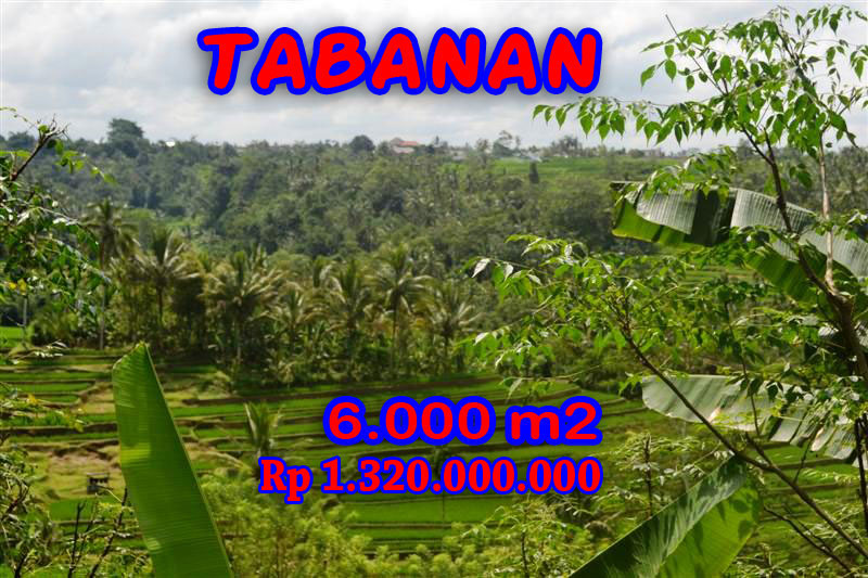 Tanah dijual murah di Tabanan Bali