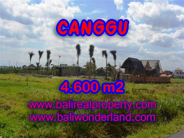 Tanah dijual di Canggu Bali 46 Are di Canggu pererenan