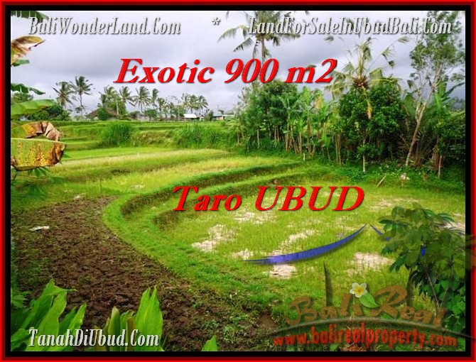 DIJUAL TANAH MURAH di UBUD BALI 900 m2 di Ubud Tegalalang