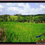 TANAH MURAH JUAL di TABANAN BALI 2,000 m2 View sawah, laut