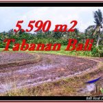 TANAH MURAH JUAL di TABANAN BALI 5,590 m2 View sawah dan laut