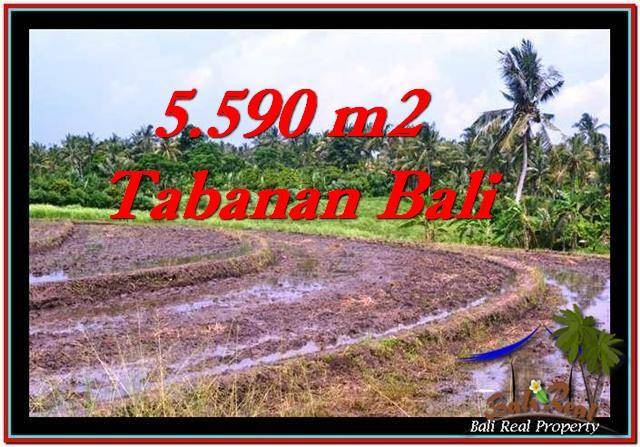 TANAH MURAH JUAL di TABANAN BALI 5,590 m2 View sawah dan laut