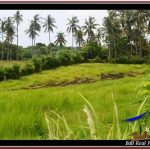 TANAH MURAH JUAL di TABANAN BALI 5,590 m2 View sawah dan laut