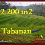 JUAL TANAH MURAH di TABANAN Untuk INVESTASI TJTB269