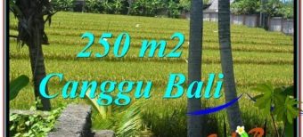 JUAL MURAH TANAH di CANGGU BALI 250 m2 di Canggu Pererenan