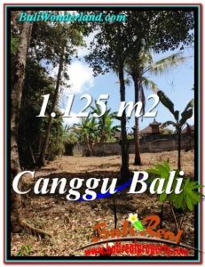 DIJUAL TANAH MURAH di CANGGU BALI TJCG208