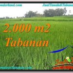 JUAL TANAH MURAH di TABANAN 2,000 m2 View Sawah