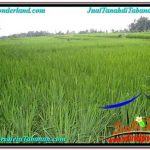 JUAL TANAH MURAH di TABANAN 2,000 m2 View Sawah