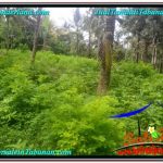 TANAH MURAH di TABANAN JUAL 6,300 m2 View kebun