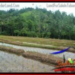 JUAL MURAH TANAH di TABANAN BALI 8,700 m2 View gunung dan sawah