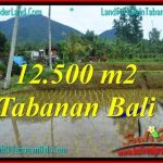 JUAL MURAH TANAH di TABANAN 12,500 m2 View gunung dan sawah