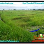 JUAL MURAH TANAH di TABANAN BALI 1,400 m2 di Tabanan Selemadeg