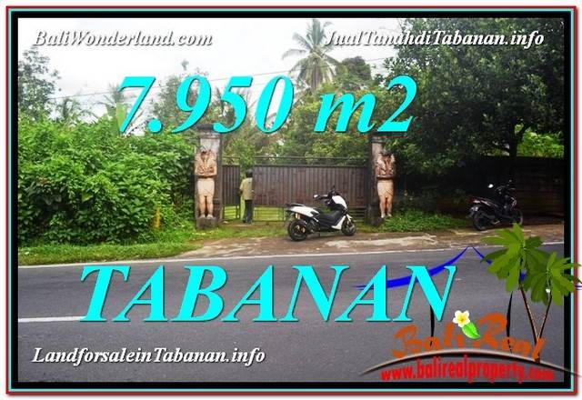 TANAH MURAH DIJUAL di TABANAN BALI 79.5 Are di Tabanan Bedugul