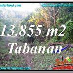 INVESTASI PROPERTI, TANAH DIJUAL di TABANAN BALI TJTB335