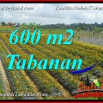 JUAL MURAH TANAH di TABANAN BALI 600 m2 view kebun dan Gunung