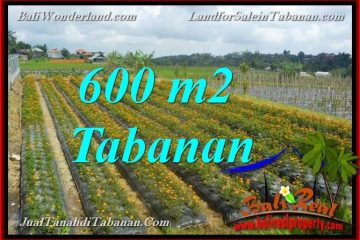 JUAL MURAH TANAH di TABANAN BALI 600 m2 view kebun dan Gunung