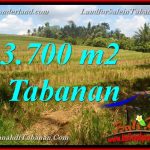 JUAL TANAH DI TABANAN BALI 3,700 m2 View Sawah dan Sungai