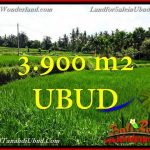 TANAH di UBUD BALI DIJUAL 3,900 m2 di Ubud Pejeng