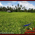 JUAL TANAH MURAH di UBUD BALI 39 Are di Ubud Pejeng