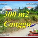 TANAH MURAH DIJUAL di CANGGU BALI 3 Are di CANGGU BRAWA