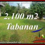 JUAL TANAH MURAH di TABANAN 2,100 m2 di TABANAN SELEMADEG