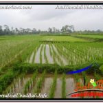 JUAL MURAH TANAH di UBUD BALI 3,600 m2 di UBUD TEGALALANG