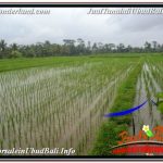 JUAL MURAH TANAH di UBUD BALI 3,600 m2 di UBUD TEGALALANG