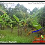 JUAL TANAH MURAH di UBUD BALI 1,000 m2 di SENTRAL UBUD