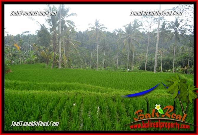 JUAL Tanah di Ubud Bali 10,000 m2 di Ubud Tegalalang