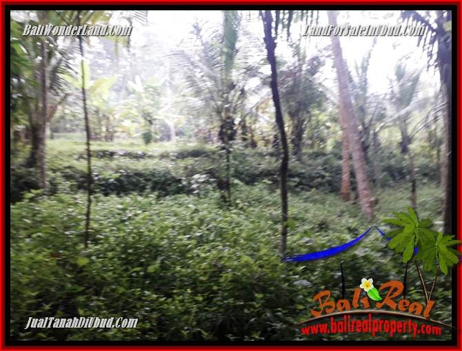 Tanah Dijual di Ubud Bali 4 Are View kebun, lingkungan Villa