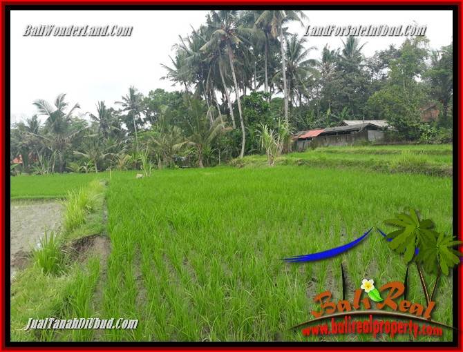 JUAL Murah Tanah di Ubud Bali 24 Are di Ubud Pejeng