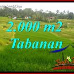 Dijual Murah Tanah di Tabanan 2,000 m2 di Tabanan Selemadeg