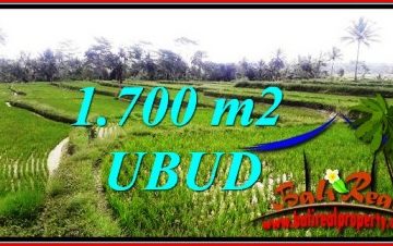 TANAH MURAH di UBUD DIJUAL 1,700 m2 di Ubud Tegalalang