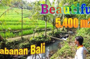 JUAL TANAH DI TABANAN BALI 54 Are View Sawah, Gunung dan Sungai