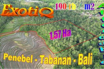 TANAH di TABANAN DIJUAL MURAH 15,700 m2 di Penebel Tabanan