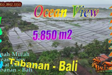 JUAL TANAH DI TABANAN 58.5 Are View sawah, Gunung dan Laut